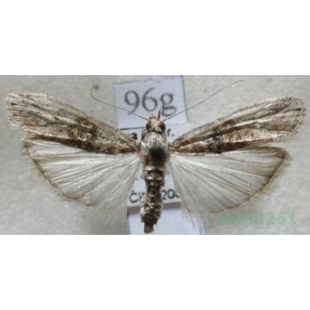 Nephopterix angustella (Hübner, 1796) Czech96g